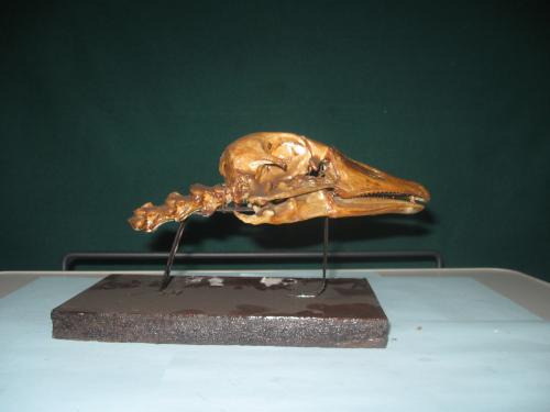 череп гуся